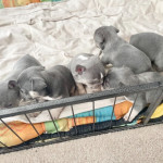 French Bulldog puppies Ready for adoption 