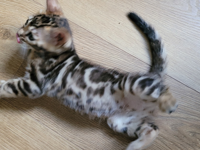 Brown Spotted 2 Bengal Kittens Available 