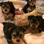 Cute mini Yorkies  Puppies For Home