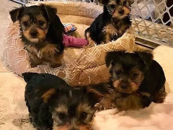 Cute mini Yorkies  Puppies For Home