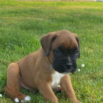 Magnificent Boxer Puppies 2 Boys & 3 Girls.