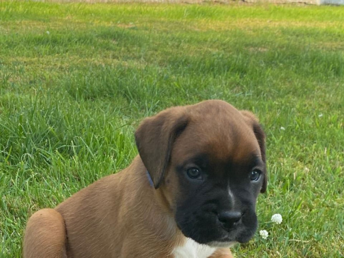 Magnificent Boxer Puppies 2 Boys & 3 Girls.