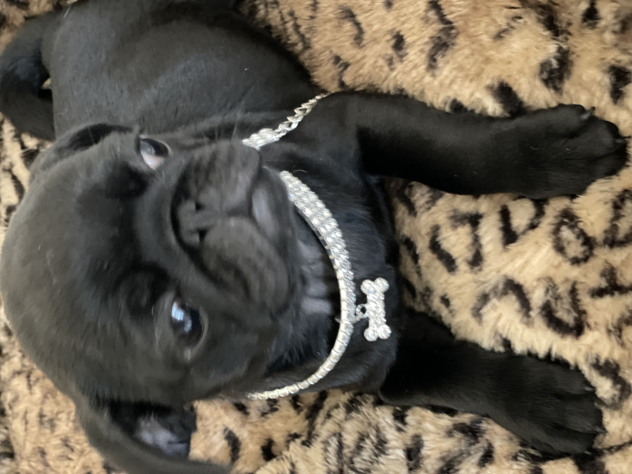 3 KC Registered Pug Puppies For Sale 
