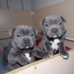 RESPONSIBLE HOMES ONLY!!!Staffordshire Blue Terrier Puppies For Sale.