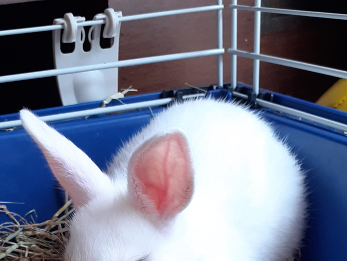 Pure Netherland Dwarf bunnies