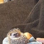 Baby Male African Pygmy Hedgehog for sale 