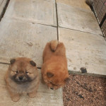  KC registered Chow Chow puppies
