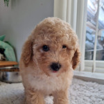 Cute Apricot male very small mini poodle for sale.