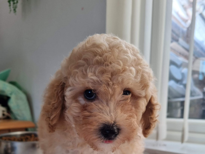 Cute Apricot male very small mini poodle for sale.