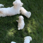 Maltese Puppies for sale