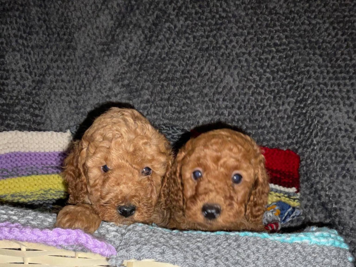 5 FOX RED MINIATURE POODLES 1 GIRL 4 BOYS Great yarmouth