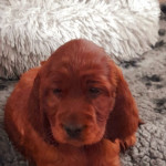 KC registered Irish Setter puppy