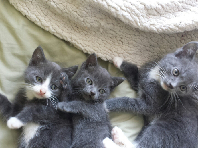 Grey Kittens all female