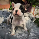 Litter of 6 French Bulldog puppies for sale