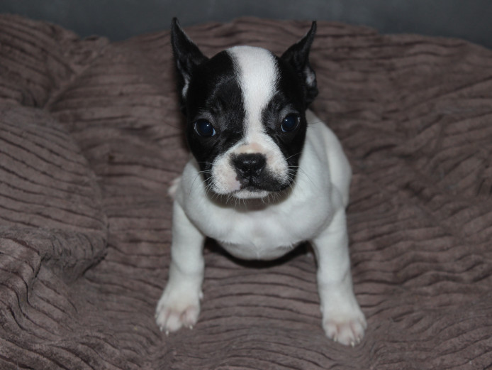 5 Adorable French Bulldog Puppies Available Now