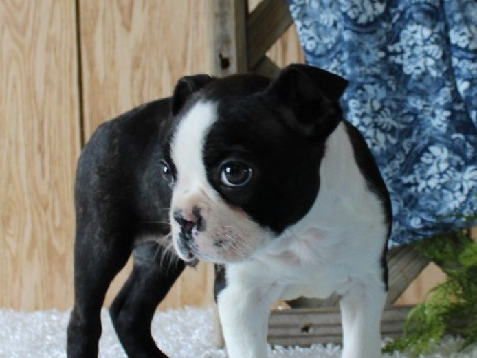 fully vet checked Boston terriers pups