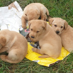 4 stunning lab pups lookingvfor 5star homes 