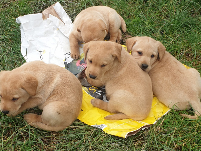 4 stunning lab pups lookingvfor 5star homes 