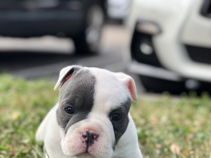 American Bully Puppy for Sale in West Palm Beach, FL