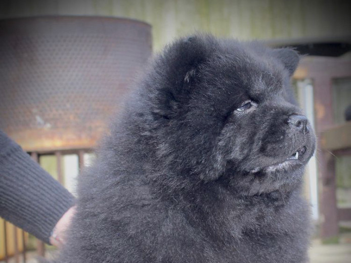 Chow chow puppies available 