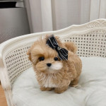 Adorable Teacup maltipoo puppy 