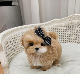 Pets  - Adorable Teacup maltipoo puppy 