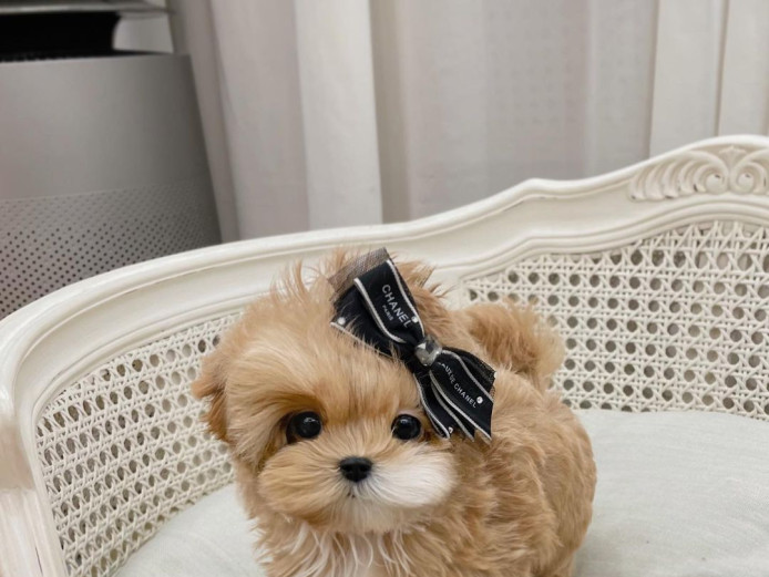 Adorable Teacup maltipoo puppy 
