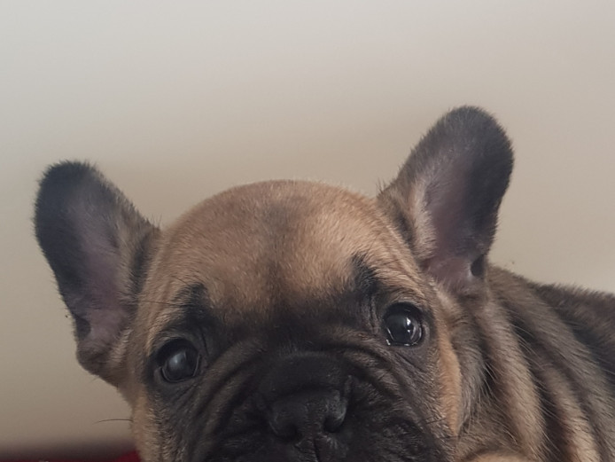 2 Male French bulldogs