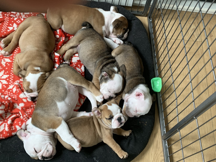 Bulldog pups ready to go to their forever homes
