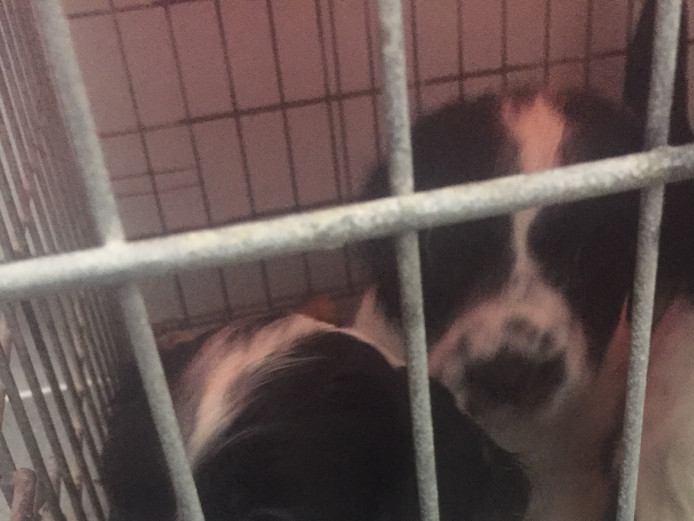 Cocker spaniel puppies for sale 