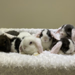 Pure mini lop rabbits - boys and girls 