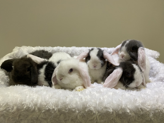 Pure mini lop rabbits - boys and girls 