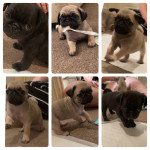 Pug puppies ready to leave 