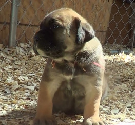Pets  - Beautify boerboel pups for adoption 