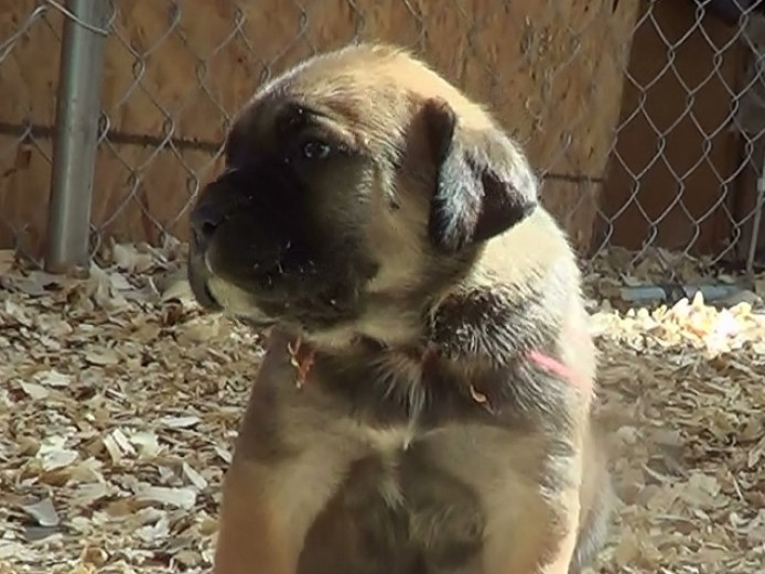 Beautify boerboel pups for adoption 