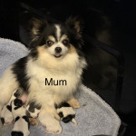 Chihuahua puppies ready now 