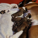 Pedigree Kc Registered Red and White Boxer puppies for a Loving Home
