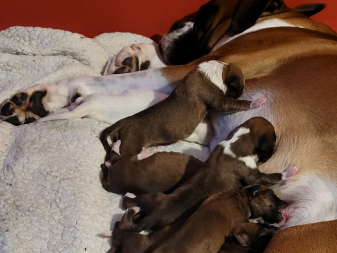 Pedigree Kc Registered Red and White Boxer puppies for a Loving Home