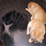 Shar pei puppies for sale
