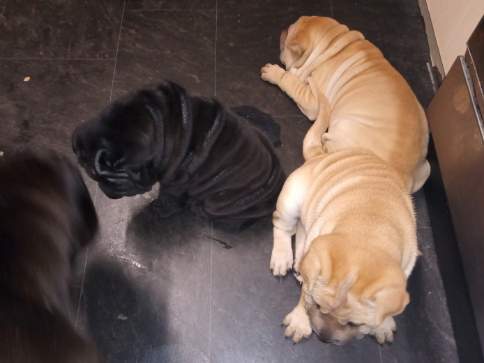 Shar pei puppies for sale
