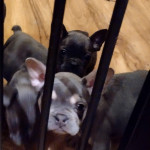 KC french bulldog puppies