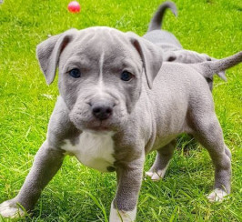 Blue Staff Bull Terriers Puppies For Sale