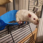 Baby himalayan and siamese rats for sale (rex, top ear, standard)