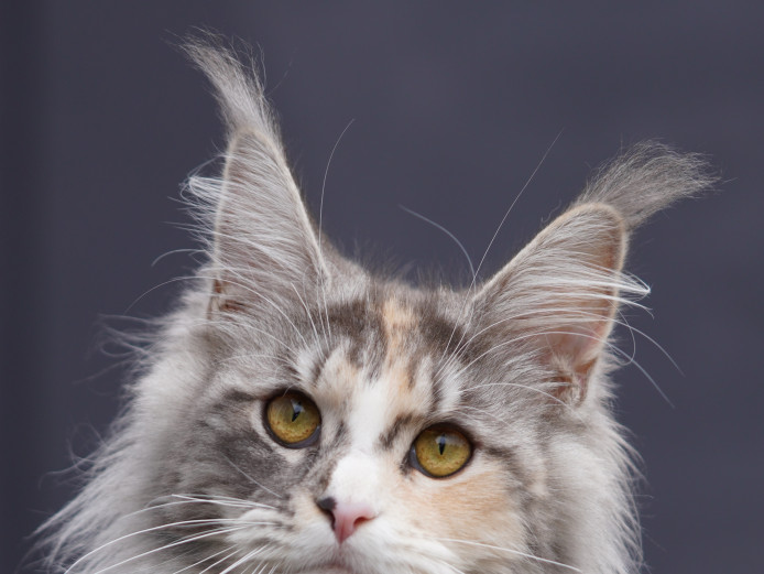 GCCF Registered Pedigree Maine Coon Kittens for sale