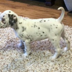 Kc Reg Baer Hearing Tested Dalmatian Puppies