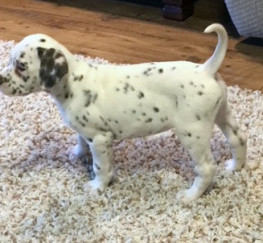 Pets  - Kc Reg Baer Hearing Tested Dalmatian Puppies