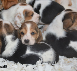 Pets  - Basset Hound Puppies for sale