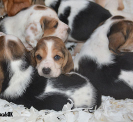 Basset Hound Puppies for sale