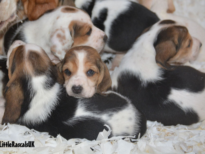 Basset Hound Puppies for sale