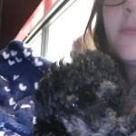 TOY POODLE FOR SALE 